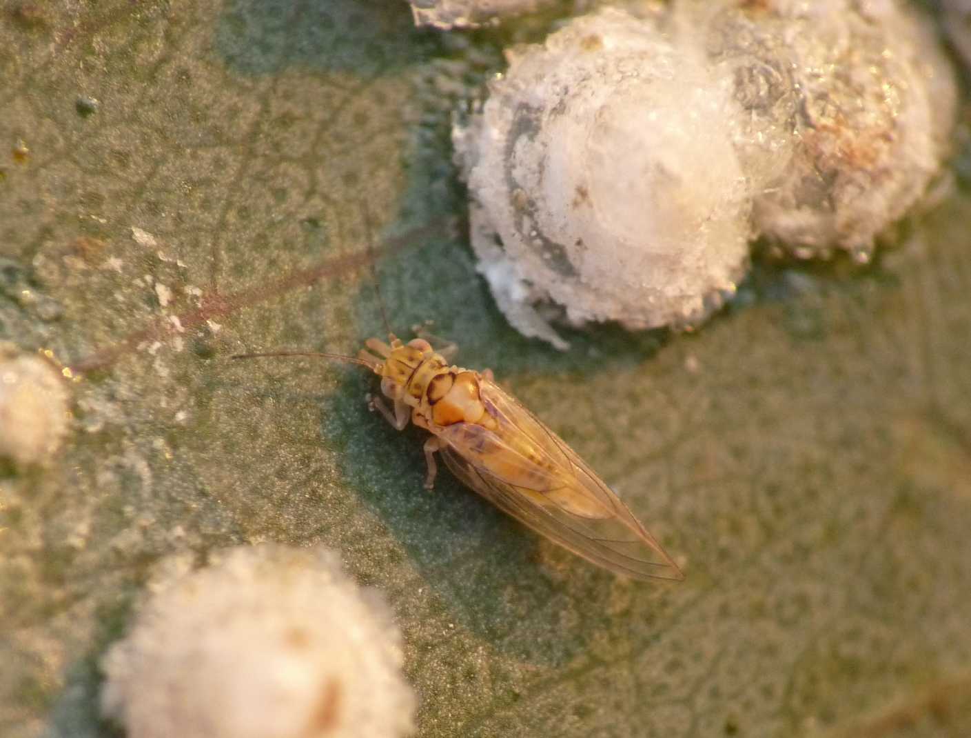 Psyllidae: Glycaspis brimblecombei; stadi successivi